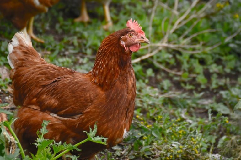 productos carnicería en zaragoza sal y pimienta pollo